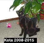 Kota .2008-2015